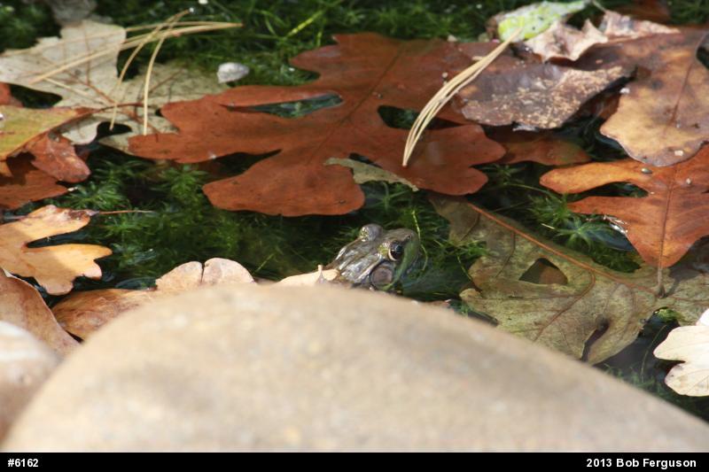 Green Frog