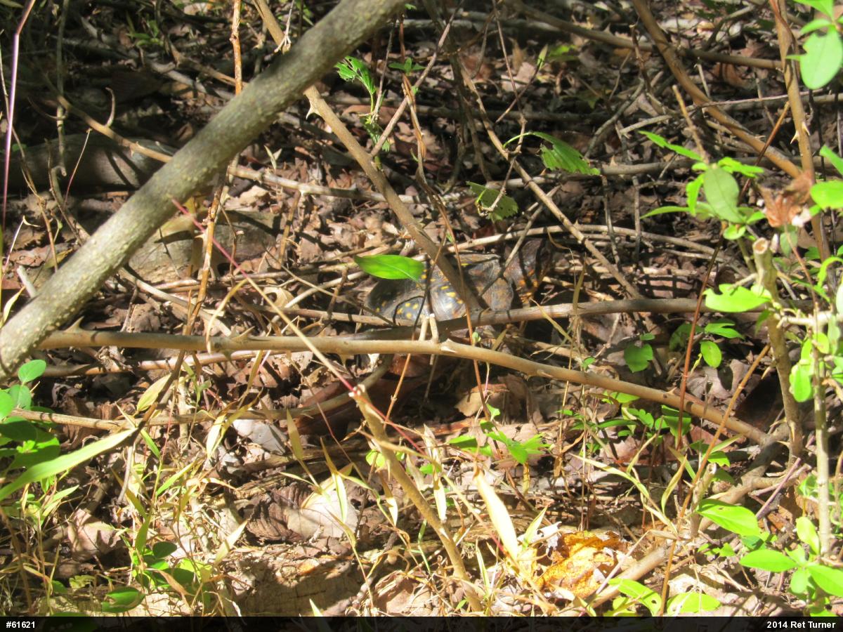 Eastern Box Turtle