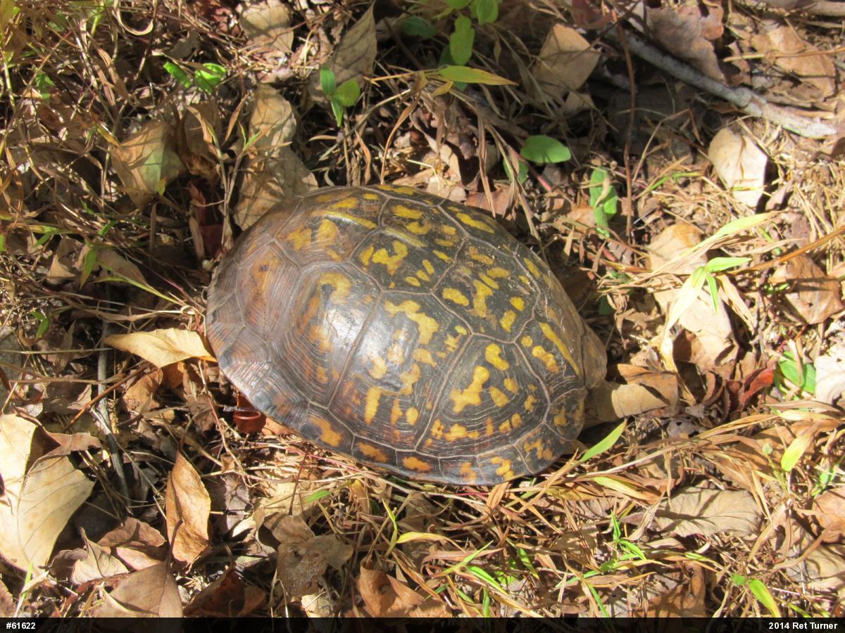 Eastern Box Turtle