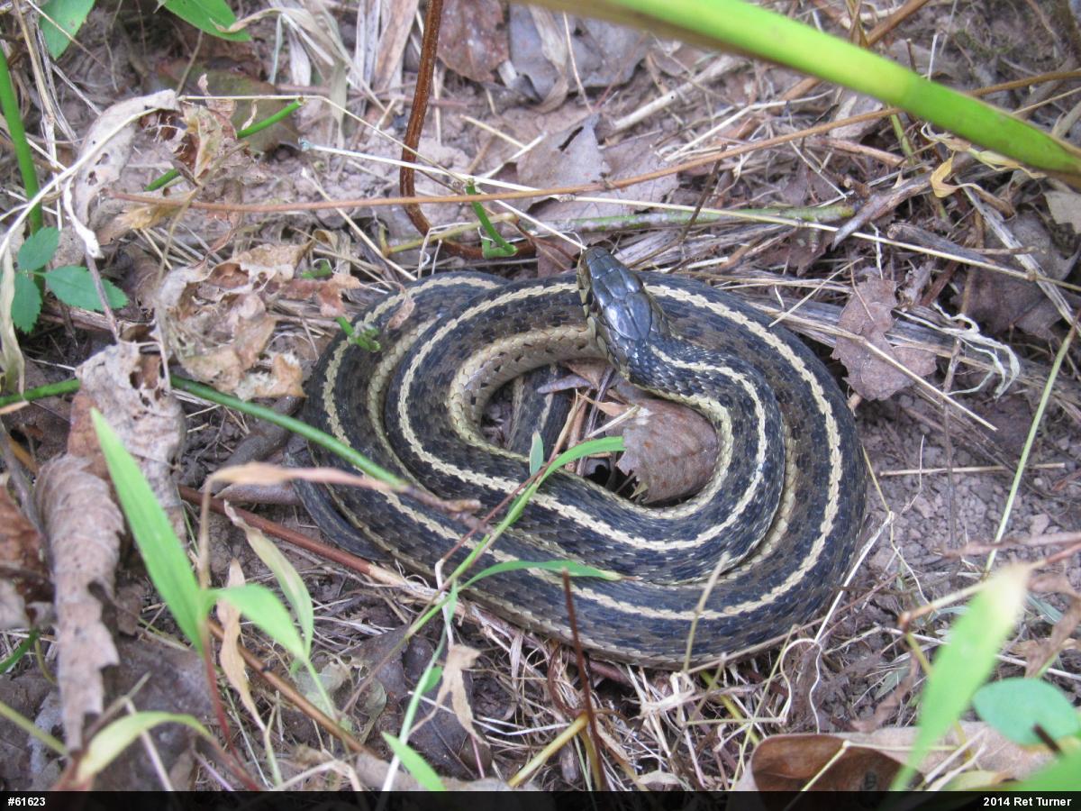 Eastern Gartersnake
