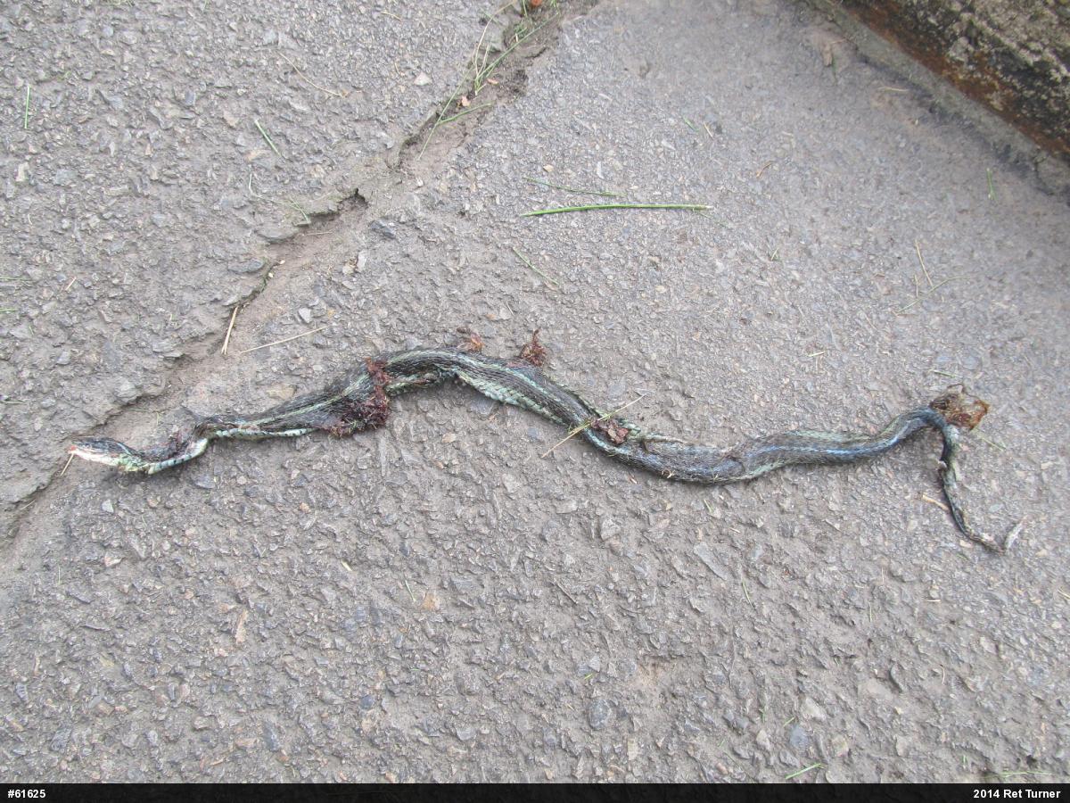 Eastern Gartersnake