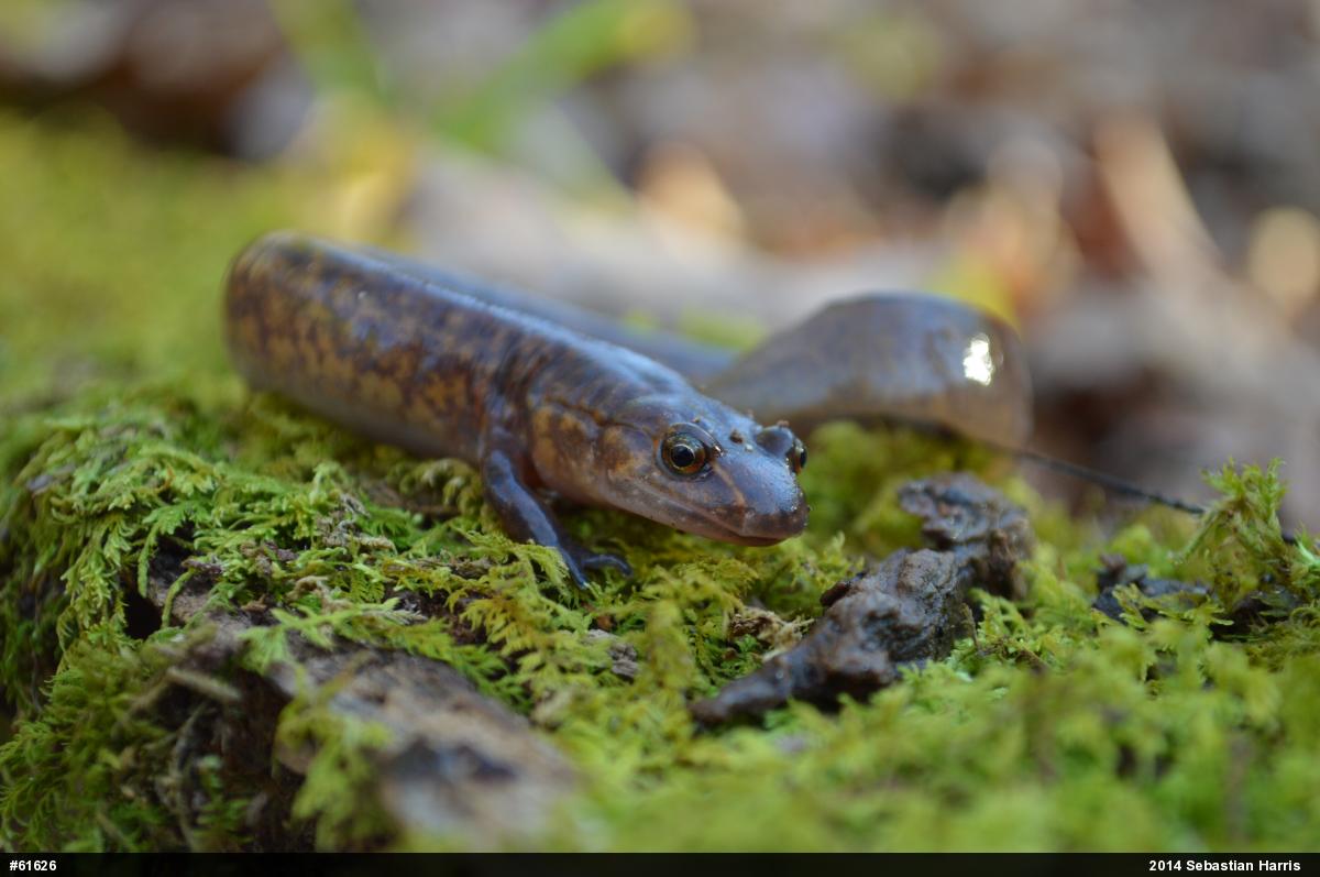 Northern Spring Salamander