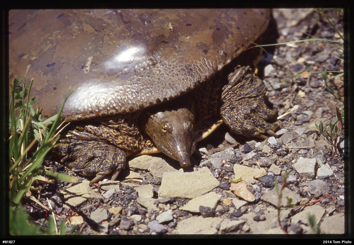Eastern Spiny Softshell