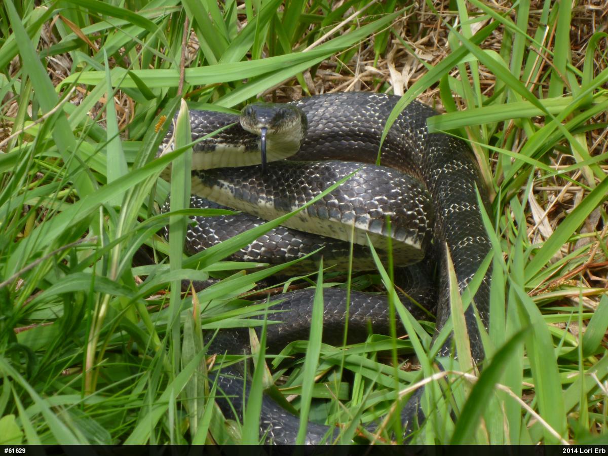 Eastern Ratsnake
