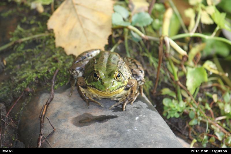 Green Frog