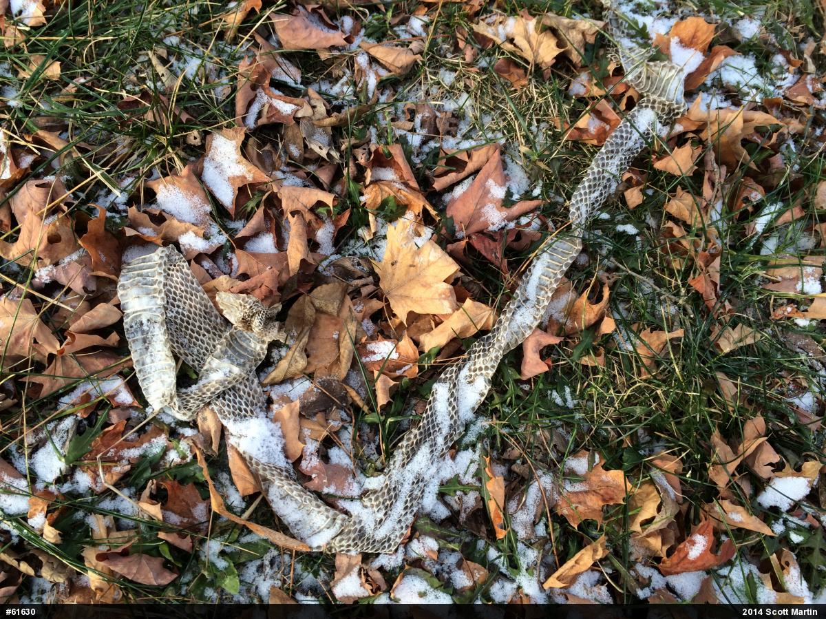 Eastern Ratsnake