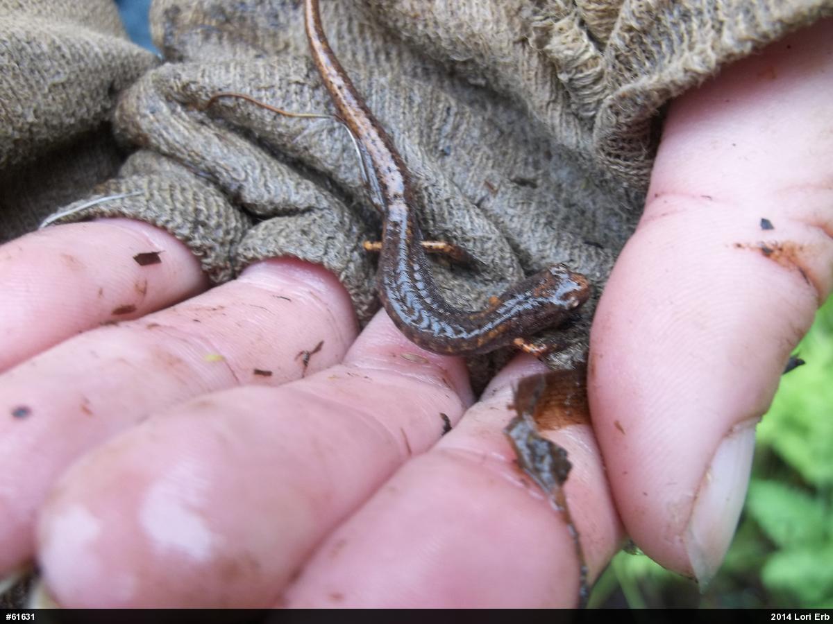 Four-toed Salamander