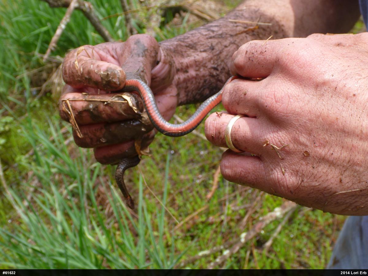 Red-bellied Snake