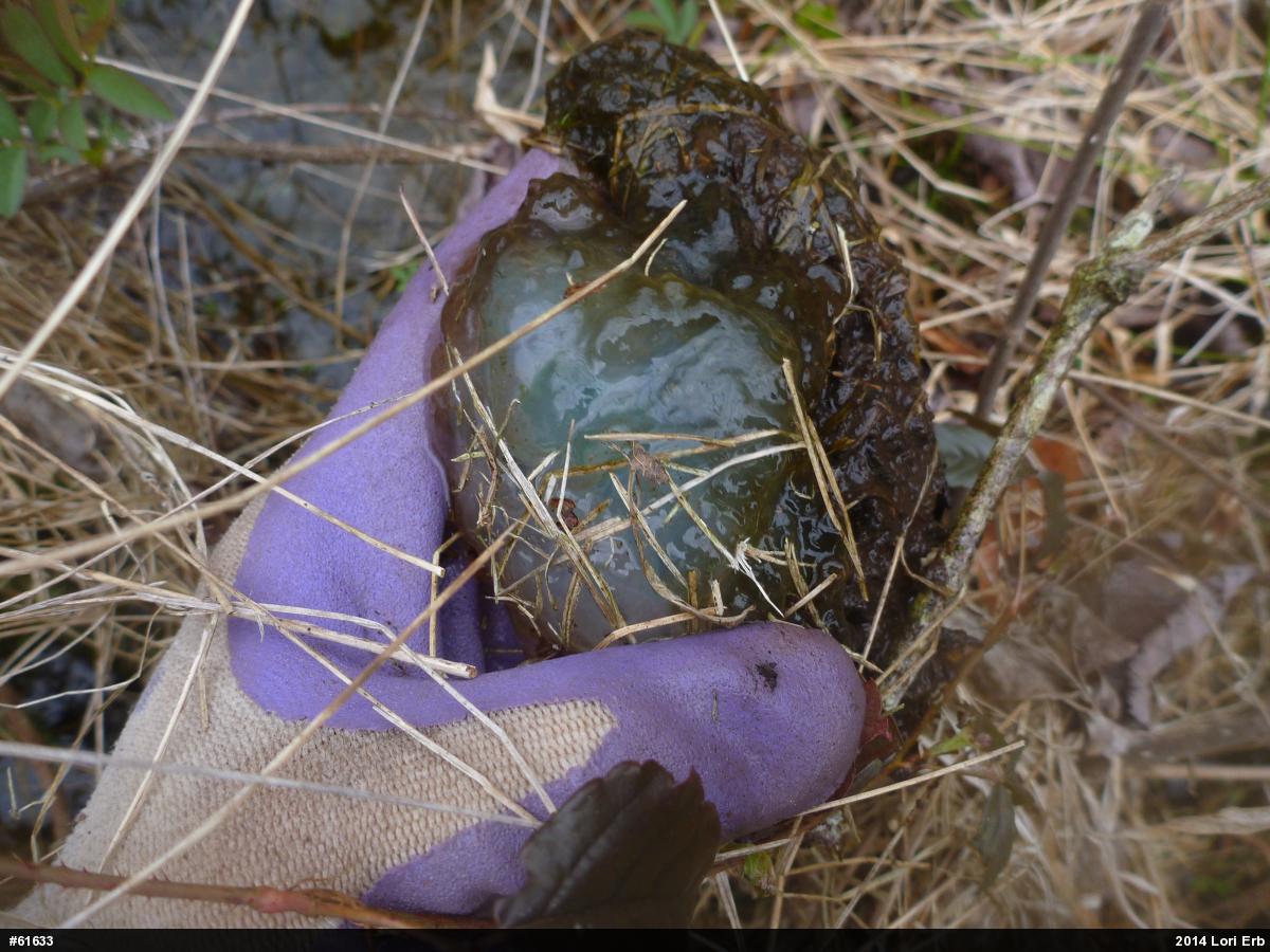 Spotted Salamander