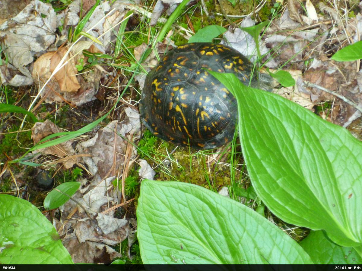 Eastern Box Turtle