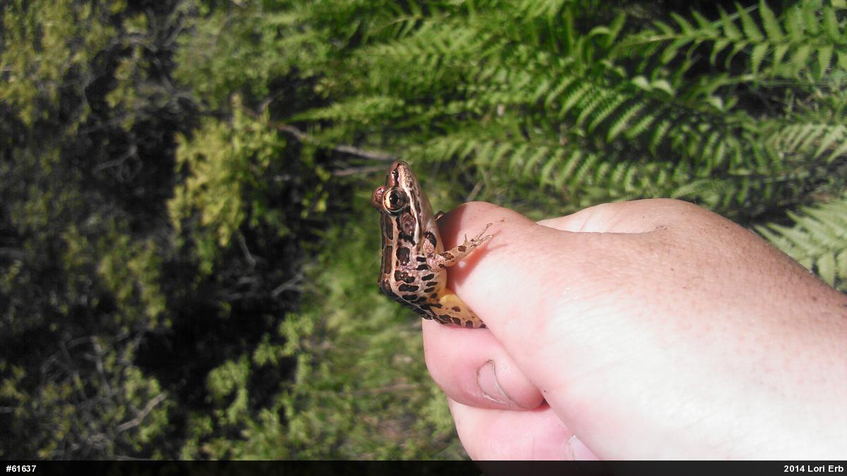 Pickerel Frog