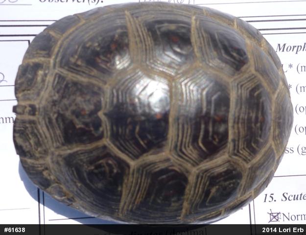 Spotted Turtle