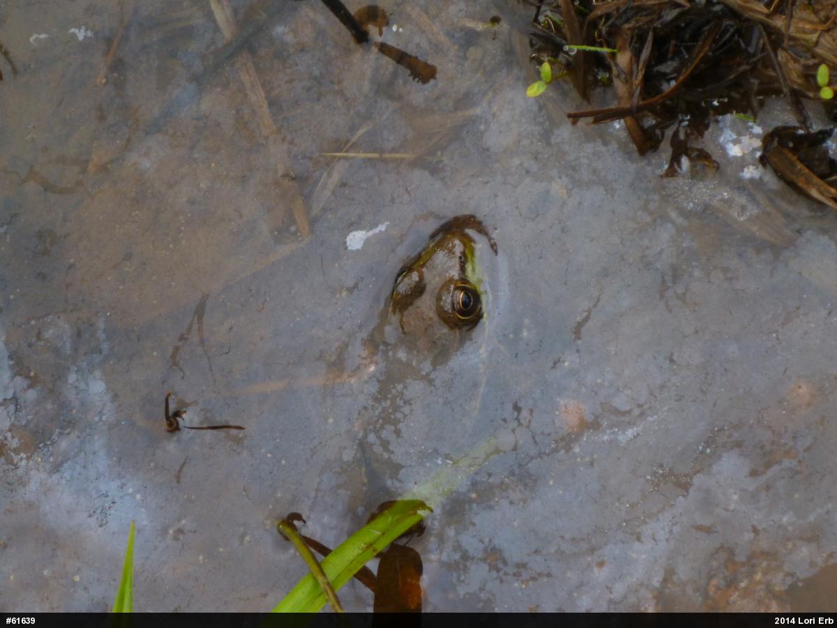 Green Frog