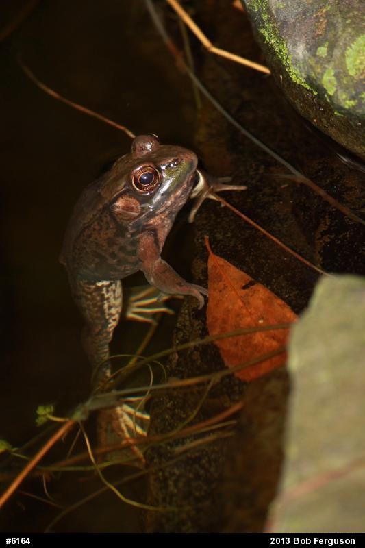 Green Frog