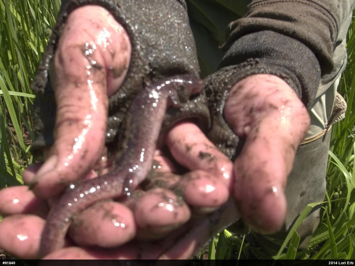 Northern Red Salamander