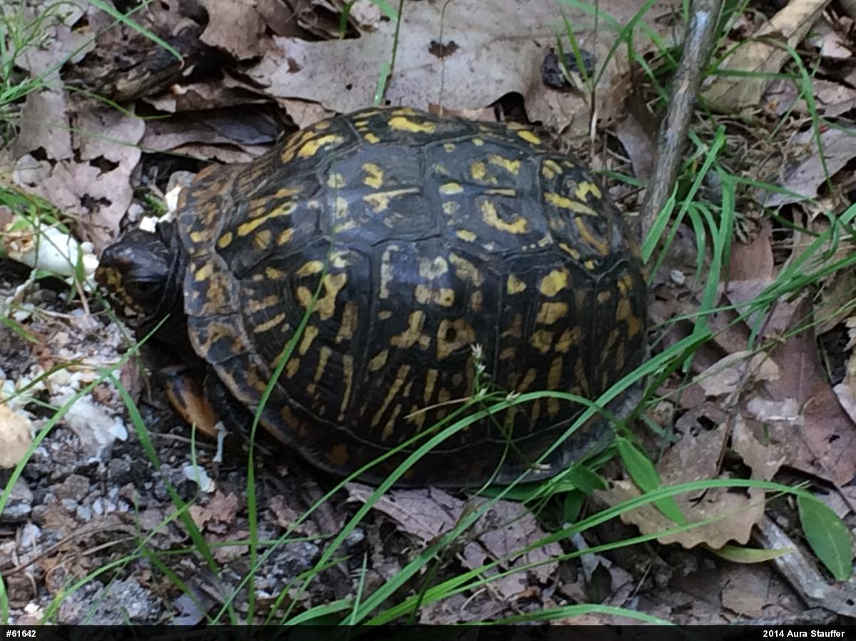 Eastern Box Turtle
