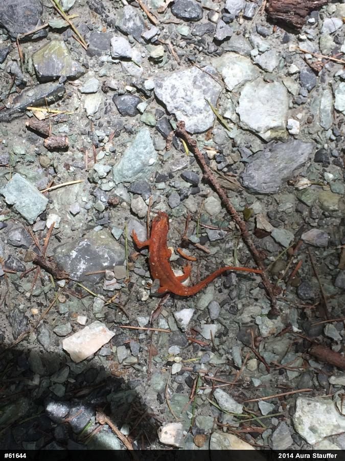 Red-spotted Newt
