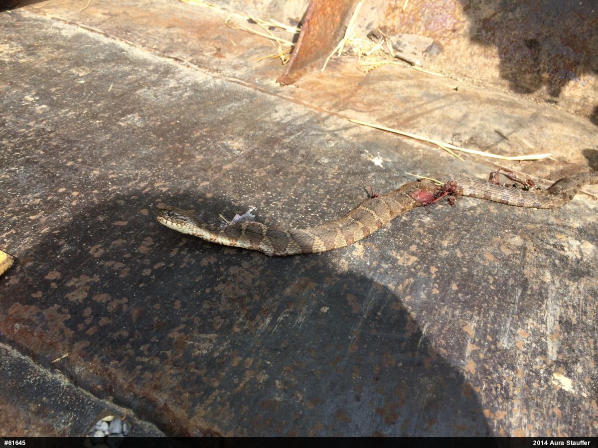 Northern Watersnake
