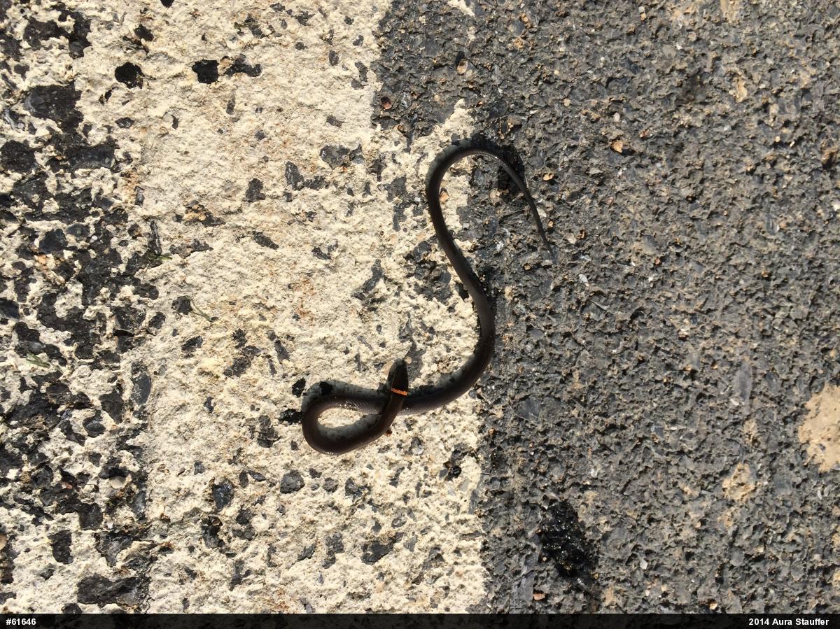 Northern Ring-necked Snake