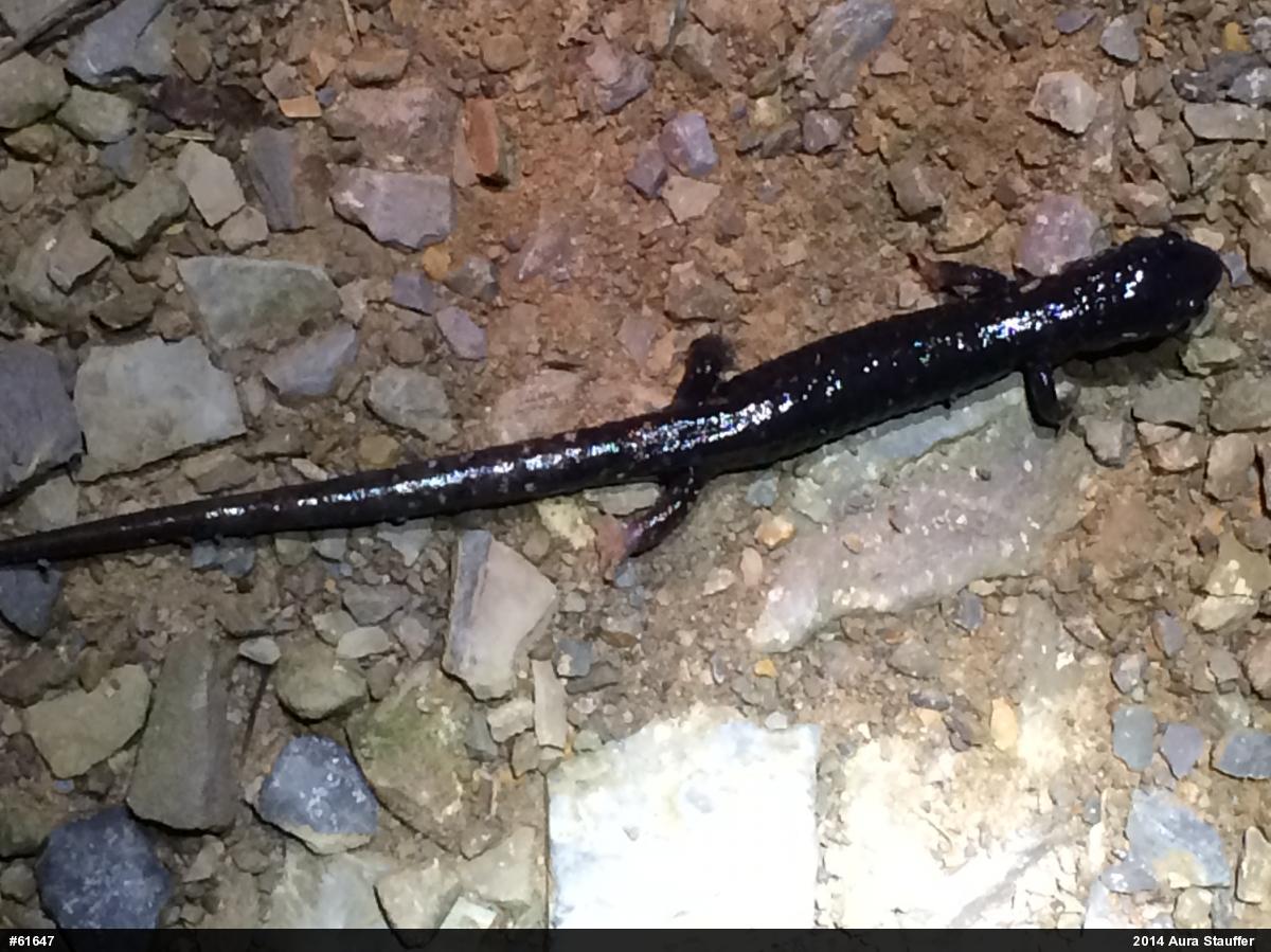 Northern Slimy Salamander
