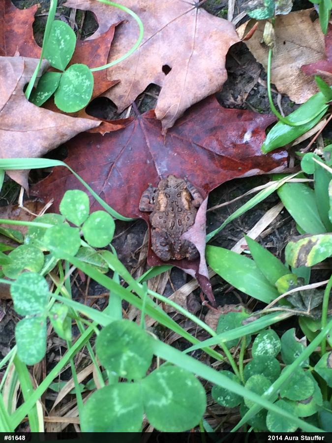 Eastern American Toad