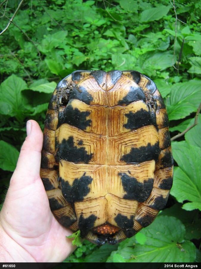Wood Turtle