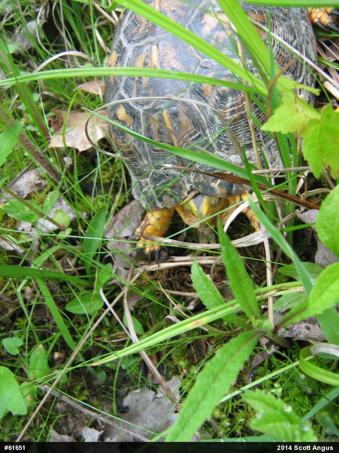 Eastern Box Turtle