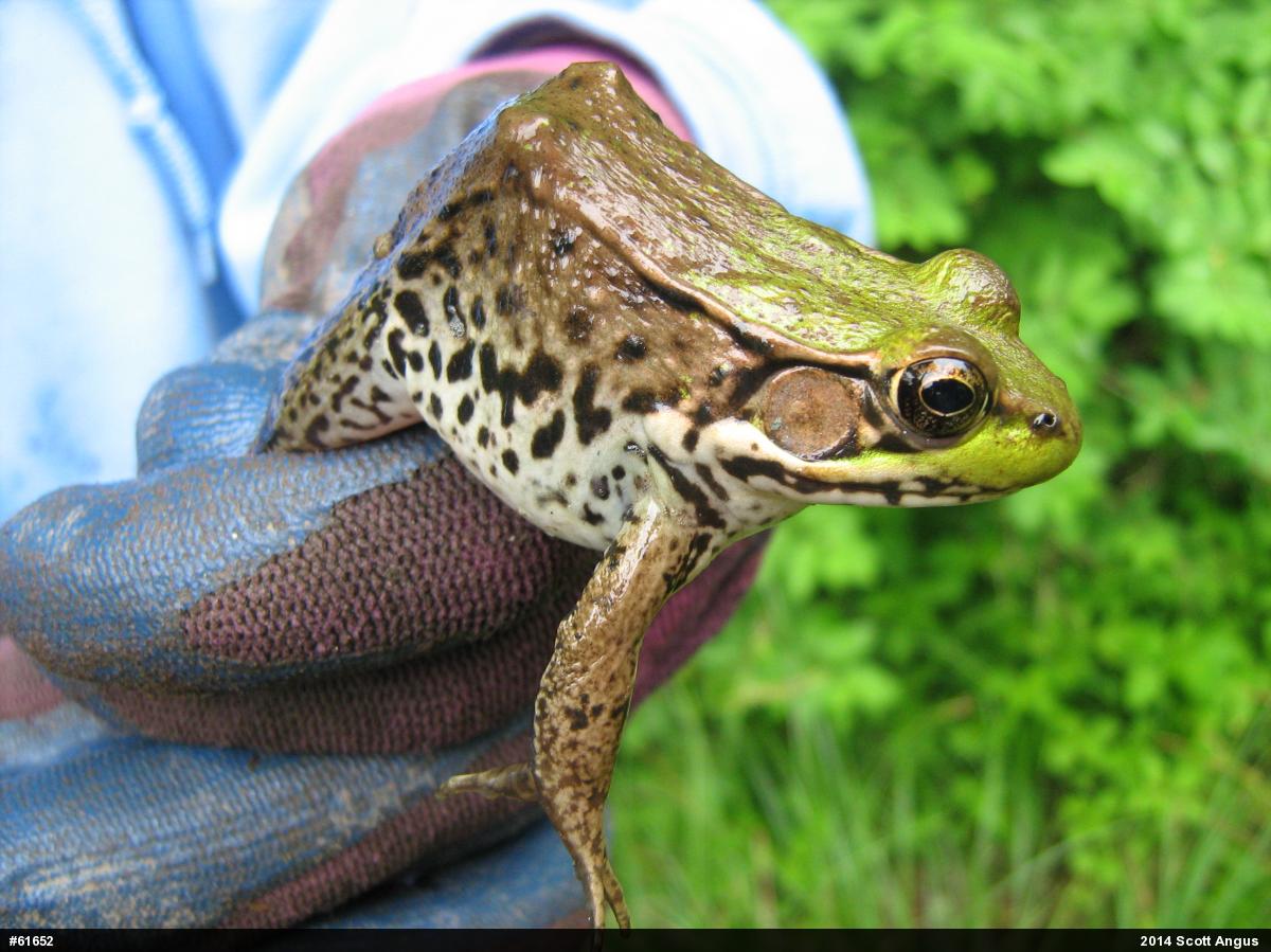 Green Frog