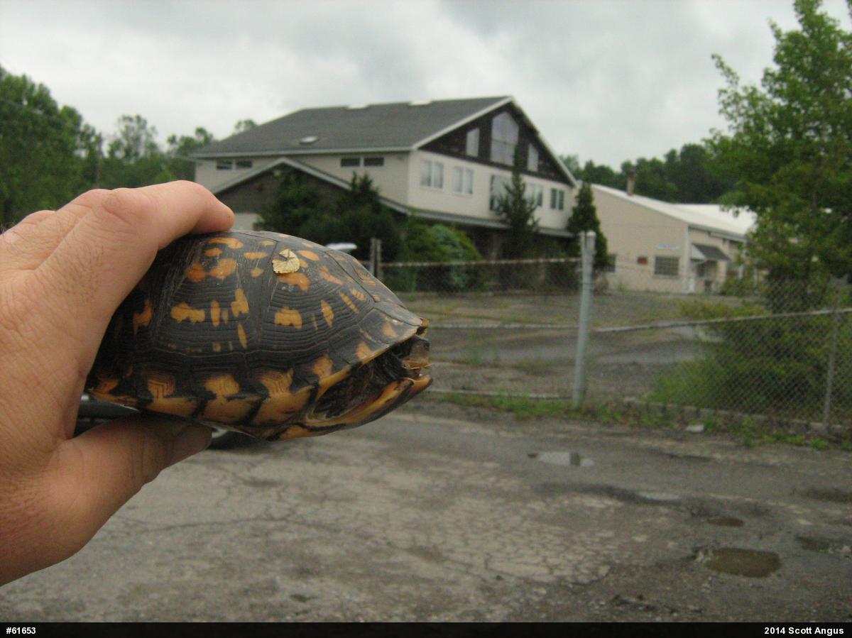Eastern Box Turtle