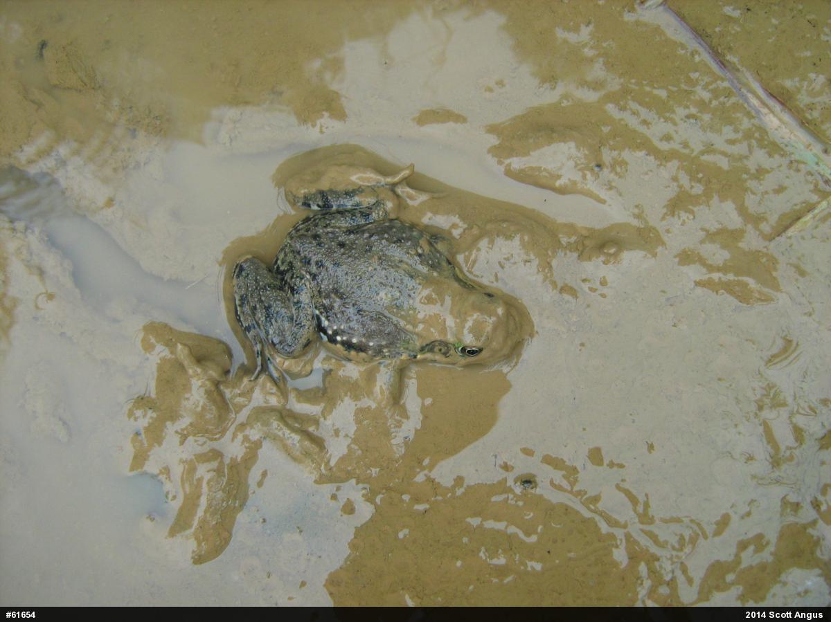 Green Frog