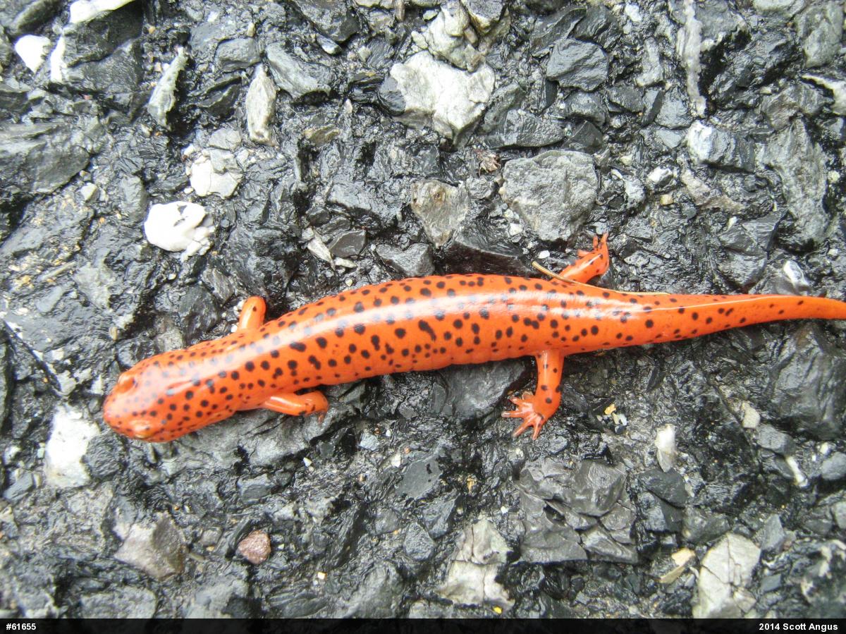 Northern Red Salamander