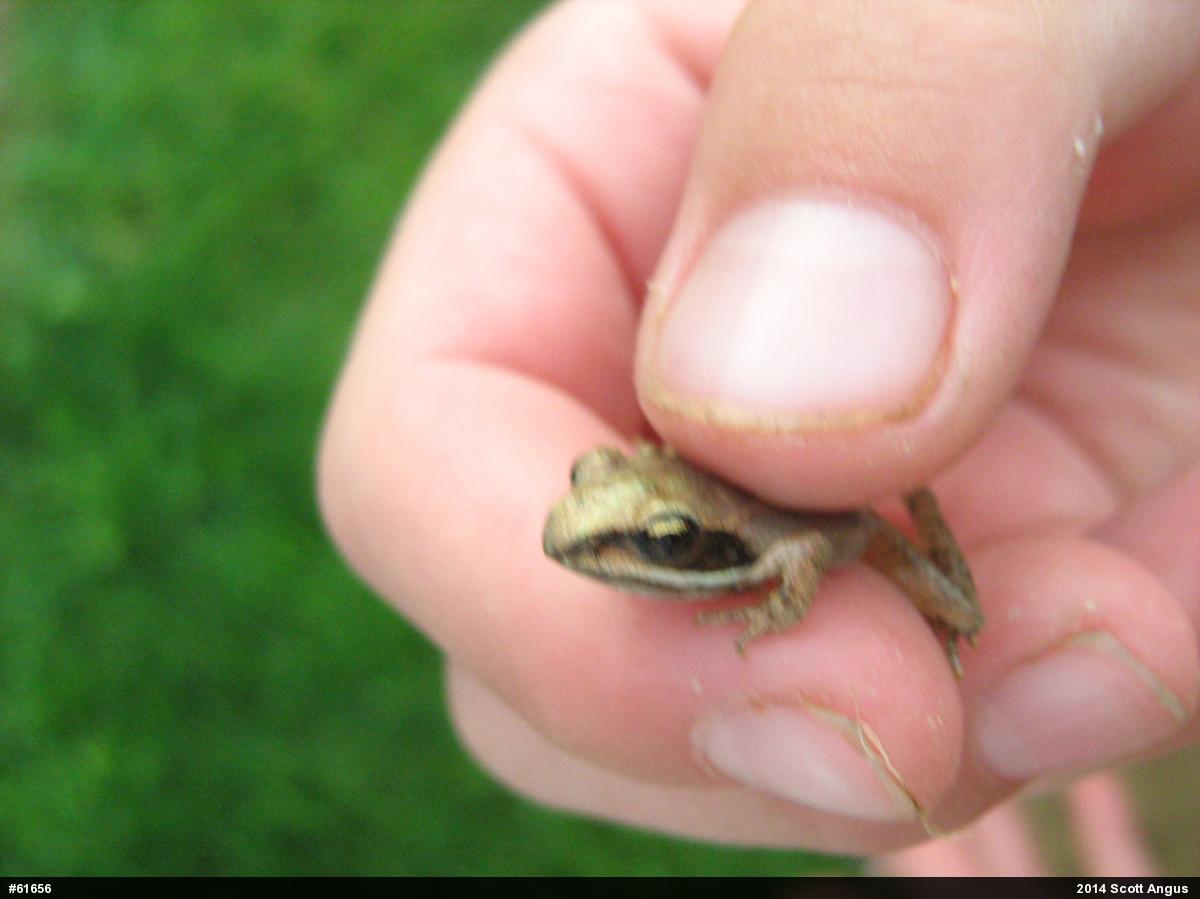 Wood Frog