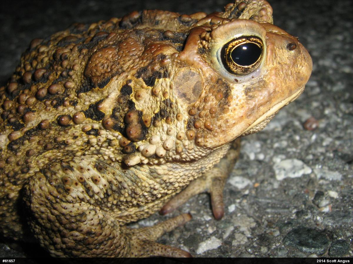 Eastern American Toad
