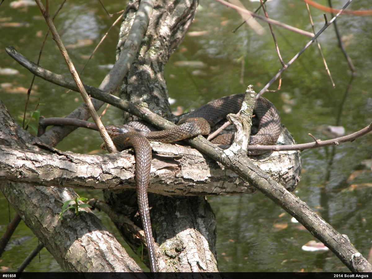 Northern Watersnake