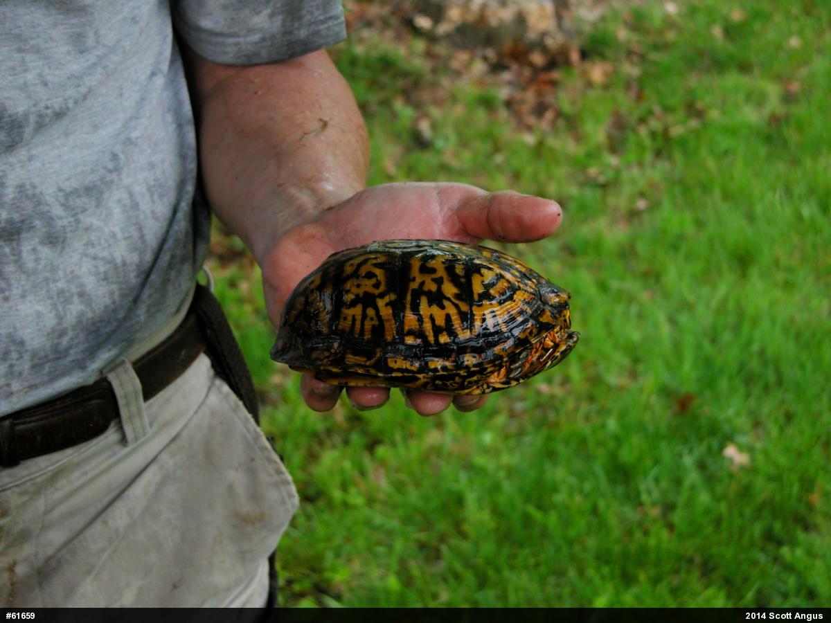 Eastern Box Turtle