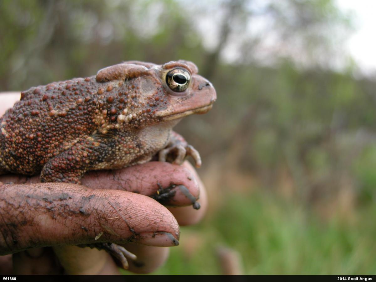 Eastern American Toad