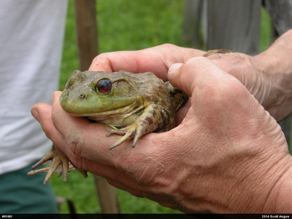 American Bullfrog