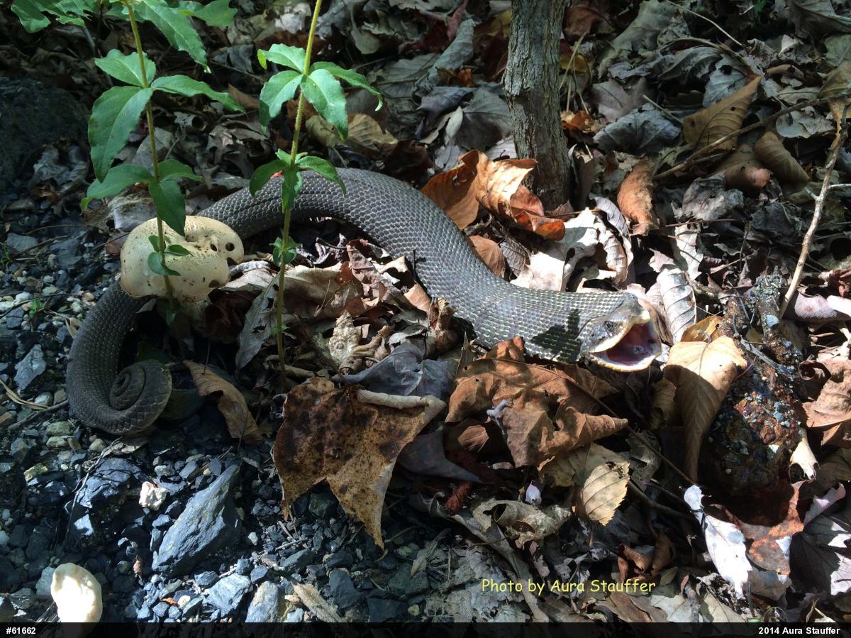 Eastern Hog-nosed Snake