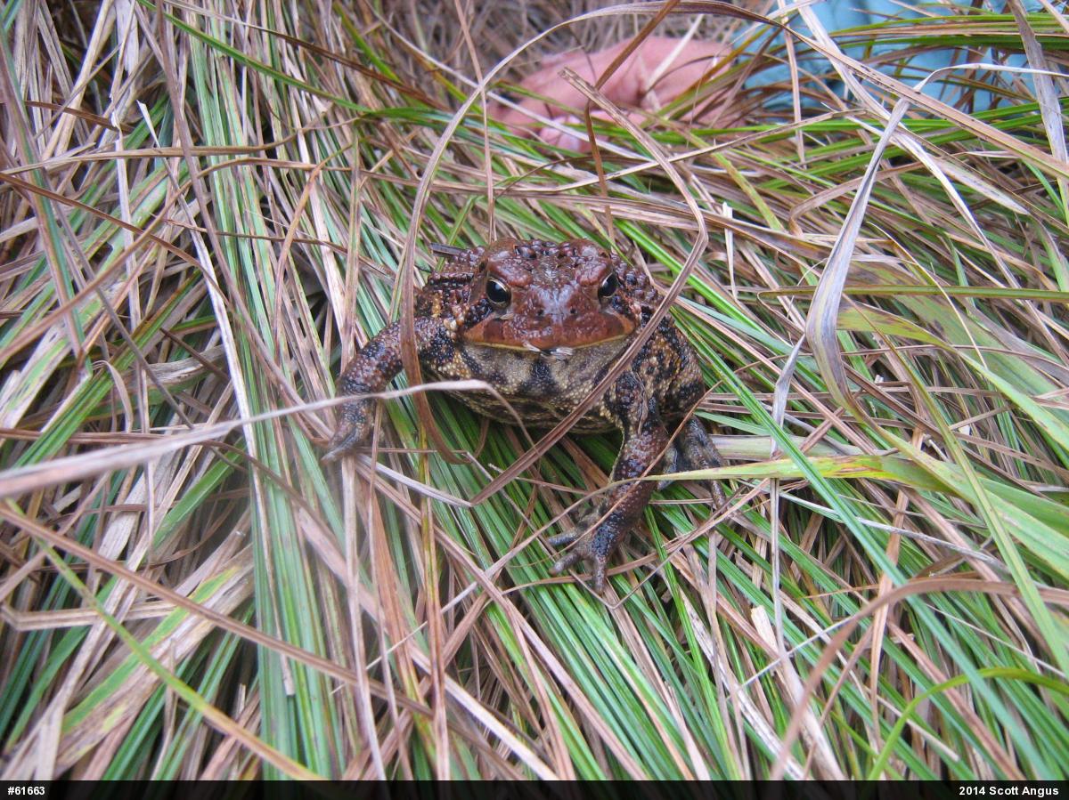 Eastern American Toad
