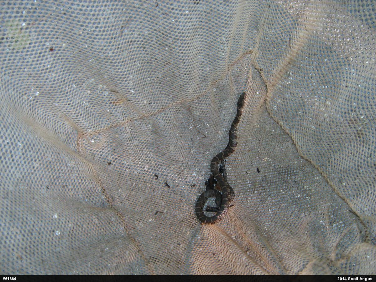 Northern Watersnake