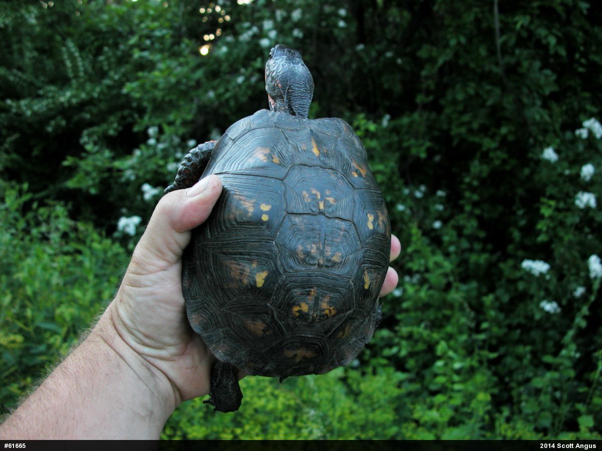 Eastern Box Turtle