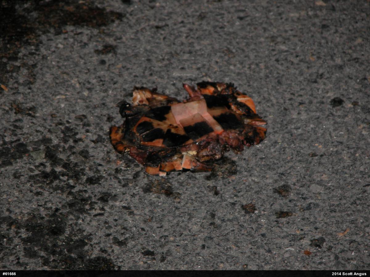 Spotted Turtle