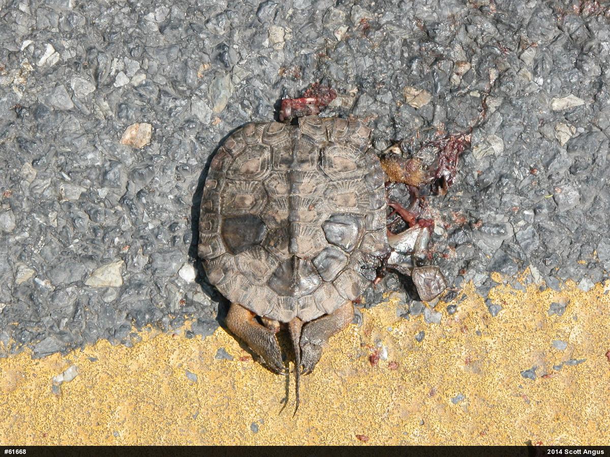 Wood Turtle