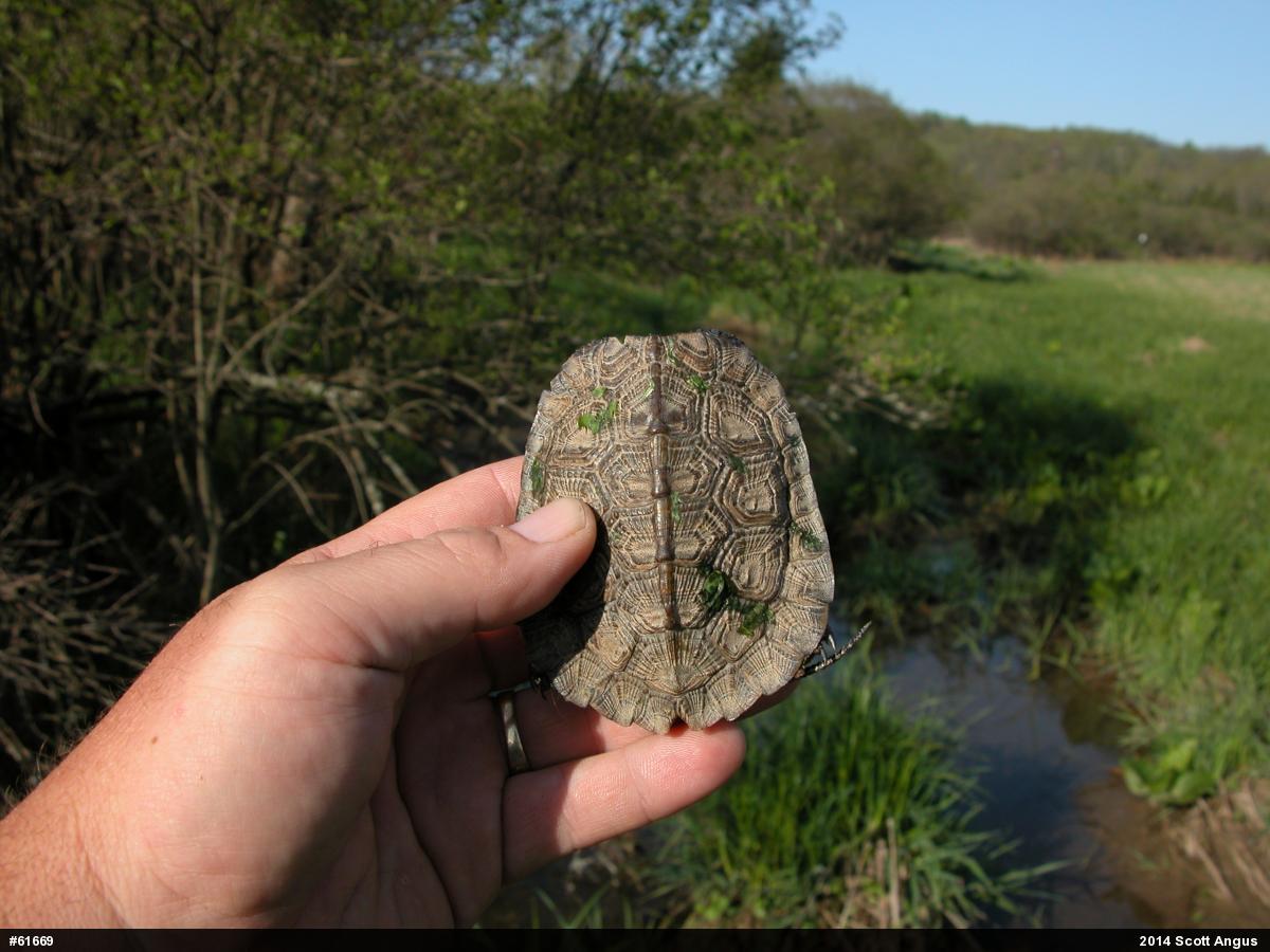Wood Turtle