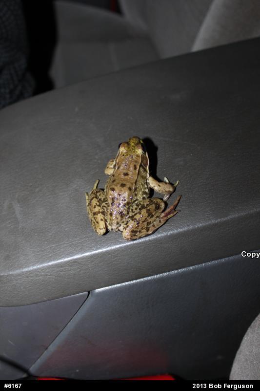 Green Frog