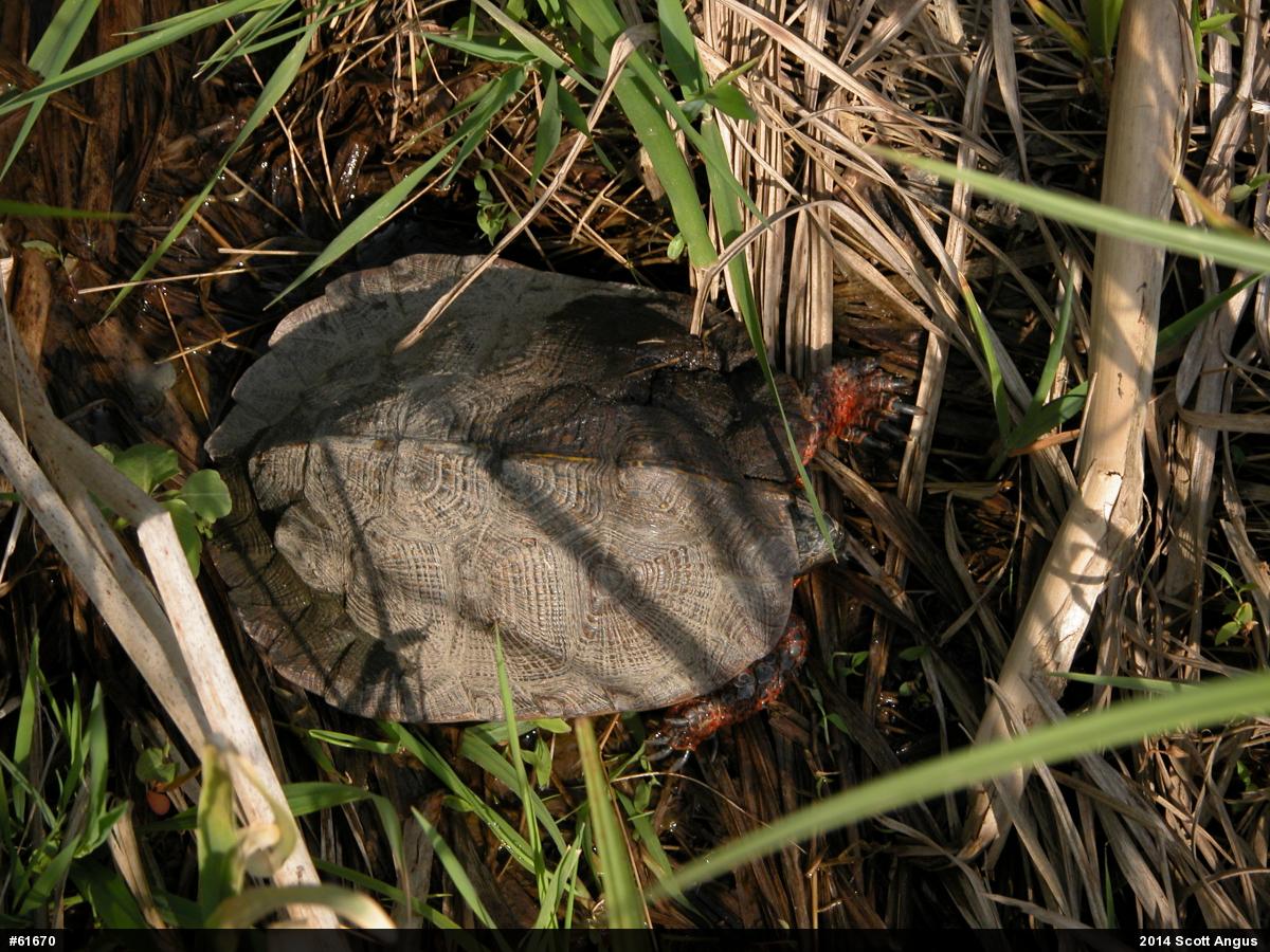 Wood Turtle