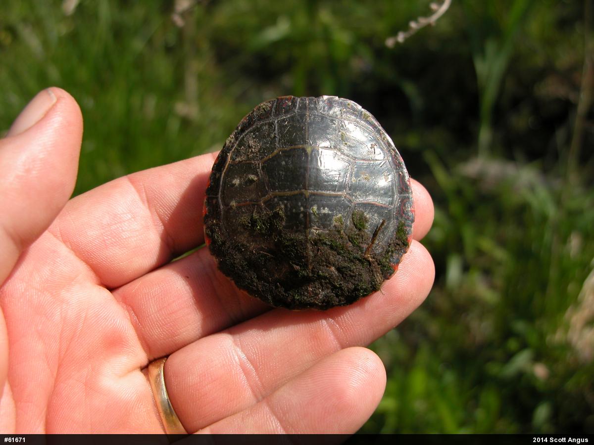Painted Turtle