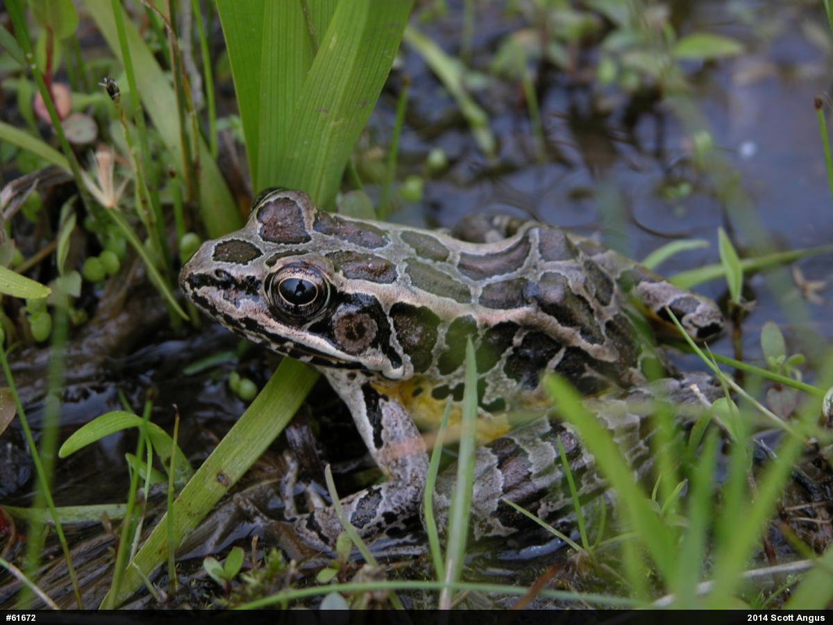 Pickerel Frog