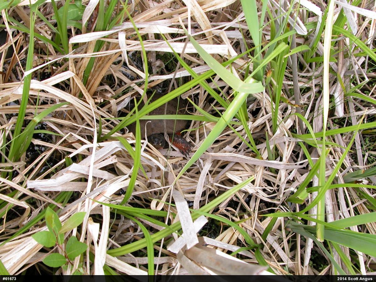 Wood Turtle