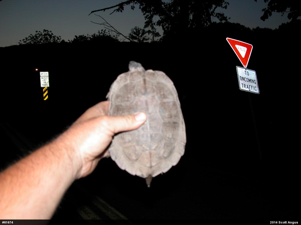 Wood Turtle